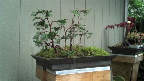 Arborvitae Bonsai Raft Style Bonsai Tree Arborvitae Bonsai