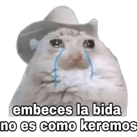 Sad Cat Meme Png Isolated Image Png Mart