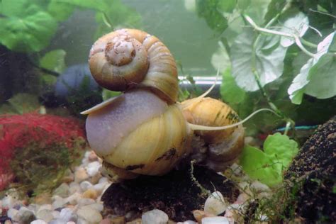 Aquarium Snails Aquarium Snail Types And Info Aquariadise