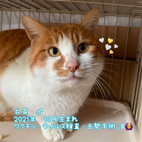 猫 里親募集 猫里親募集 ねこ 保護猫 黒猫