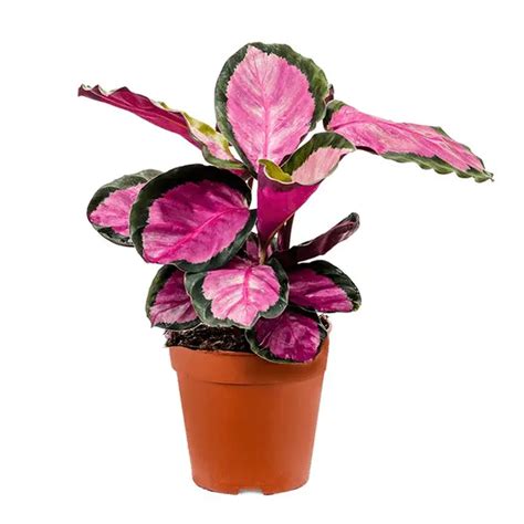 Calathea Roseopicta Rosy - Jiffy Plants