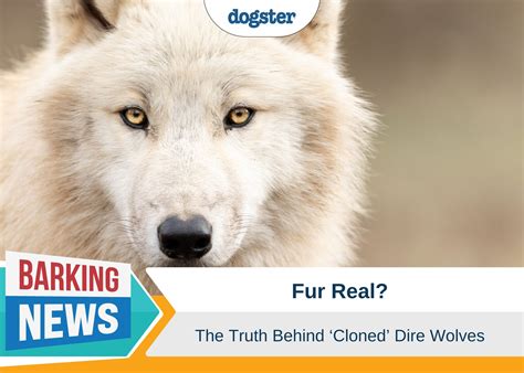 The Hidden Cost of Pet Cloning: Cost, Ethics & More – Dogster