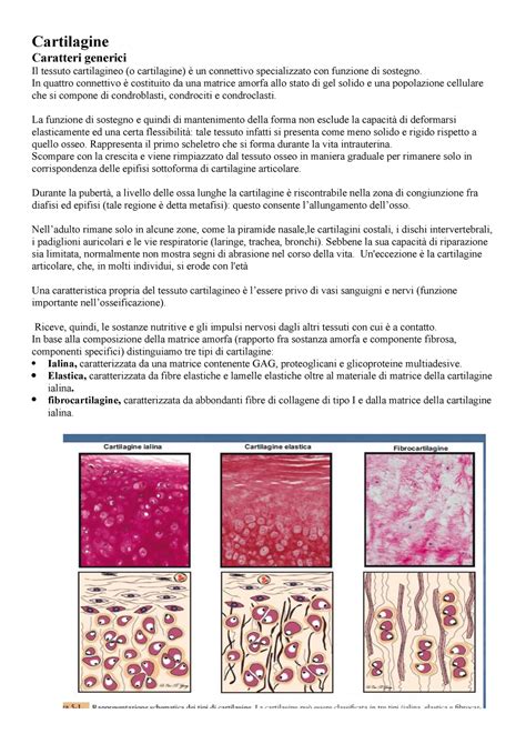 Tessuto Cartilagineo Monesi V Cartilagine Caratteri Generici Il