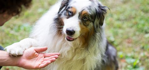 Cuál Es La Mejor Edad Para Enseñar Trucos A Los Perros