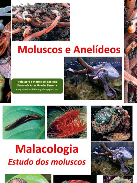 Moluscos E Anelídeos - Moluscos e Anelídeos: Características e Classificação | PDF | Moluscos ...