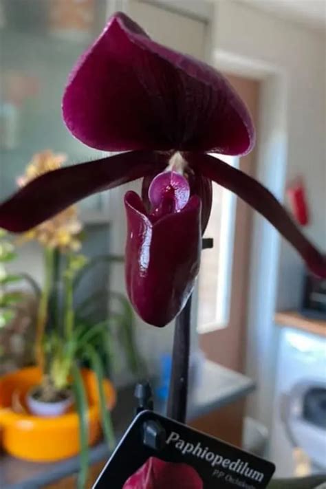 18 Rare Black Orchids With Images And Care Guide Garden For Indoor