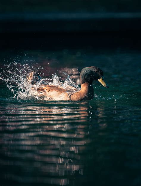 Por qué los patos mueven la cola Guia De Aves