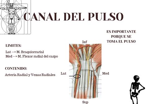 canal del pulso resumen anatomia clinica clinical anatomy
