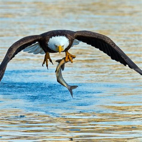 Águilas reales qué animales cazan en su hábitat