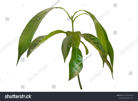 Mango Tree Isolated On White Background Stock Photo 2197130167 | Shutterstock