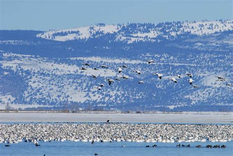 Free picture: snow, geese, migration, flight