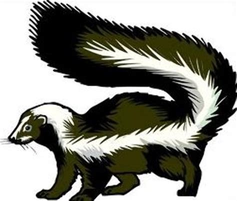 Download High Quality Skunk Clipart Realistic Transparent Png Images