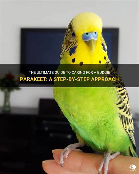 The Ultimate Guide To Caring For A Budgie Parakeet A Step By Step