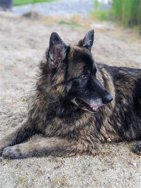 Seniors Then And Now German Shepherds Forum