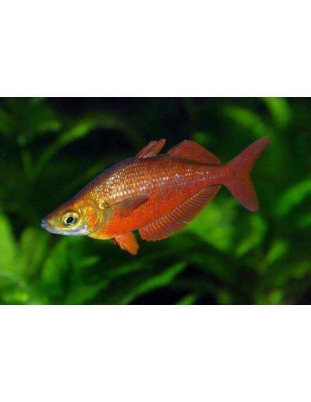 Red Rainbowfish Glossolepis Incisus