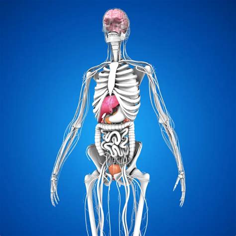 Human Kidneys Anatomy Stock Photo By ©sciencepics 75128669