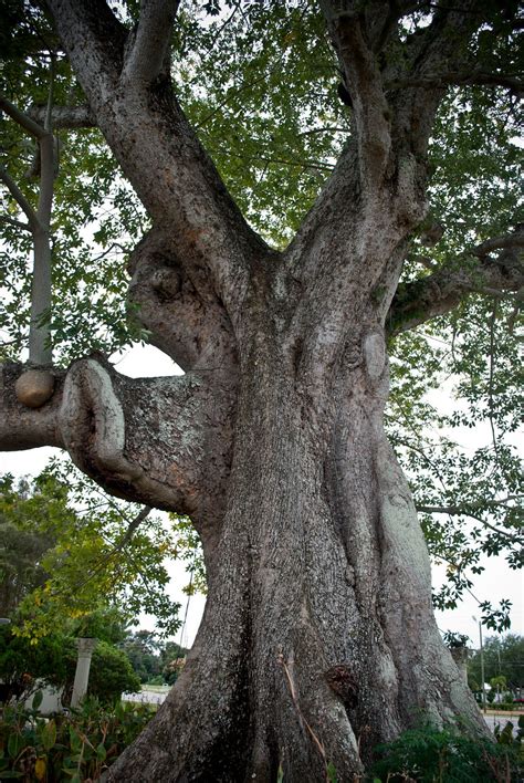 Old Florida Larger Than Life The Kapok Tree Restaurant