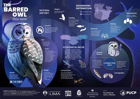 Infografía Buho Barrado Barred Owl S Infographic Behance