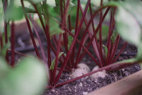 Red Beets – Homegrown Gardens