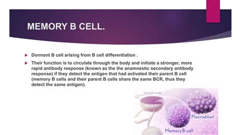 Bcell Activation Differentiation And Memory Ppt