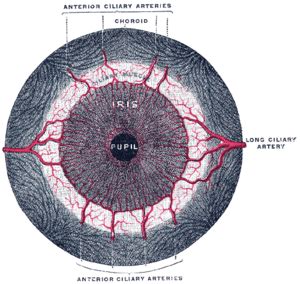 Ciliary muscle Facts for Kids