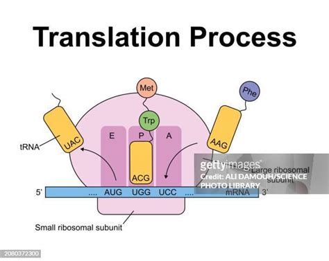 44 Mrna Translation Stock Photos, High-Res Pictures, and Images - Getty ...