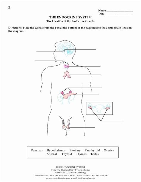 The Endocrine System Worksheets