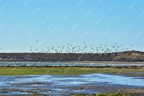 Premium Photo Flock Of Seagulls Peninsula Valdes Patagonia Argentina