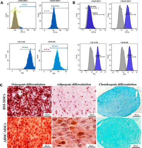 Frontiers Mesenchymal Stem Cell Derived Secretome Enhances Nucleus Pulposus Cell Metabolism