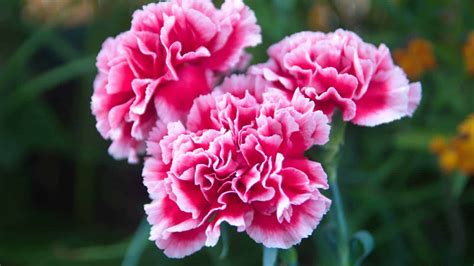 Bulk Carnations At Wholesale Prices Perfect For Events And Decor