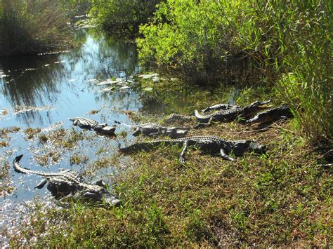 Cannundrums: American Alligator - Florida