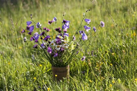 Bouquet of Wild Natural Flowers Stock Photo - Image of light, blooming: 32713700