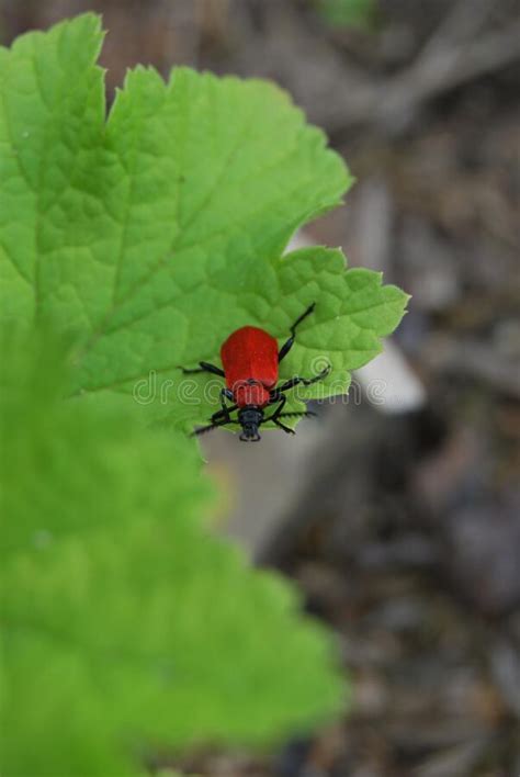 Lily Beetle (Lilioceris Lilii) Stock Image - Image of tree, green ...