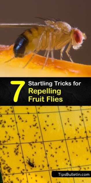 Repelling The Fruit Fly Quick Ways To Deter Fruit Flies