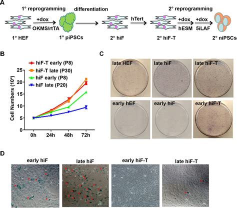 Figures And Data In Unique Molecular Events During Reprogramming Of