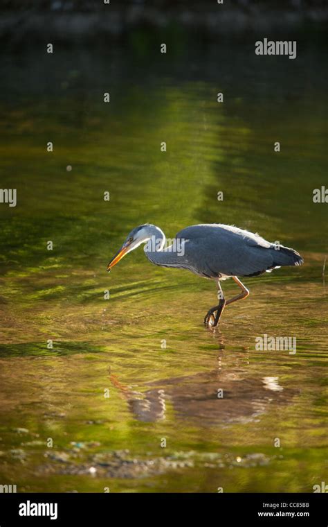 Grey heron fishing in river hi-res stock photography and images - Alamy