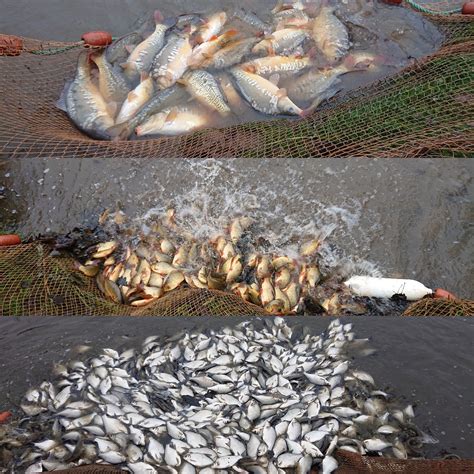 Fish Prices - Priory Fishery