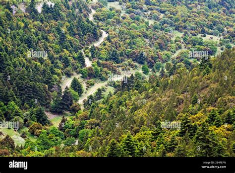 old road through the mountain forest in the Párnon Mountains in the ...