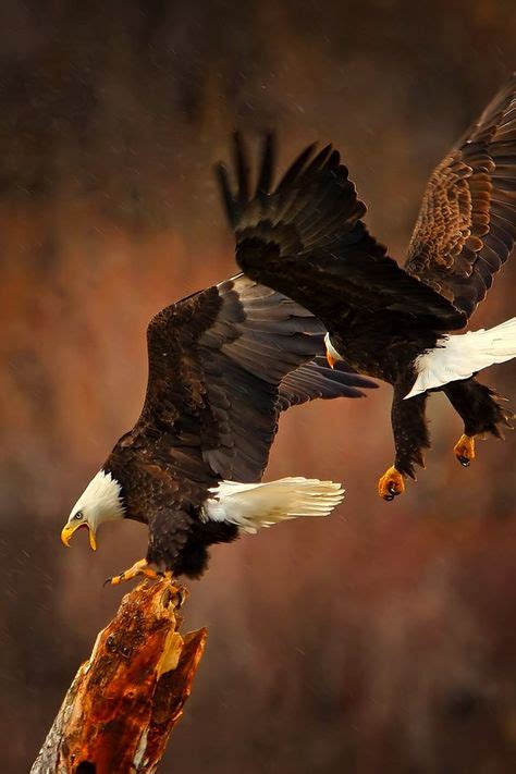 757 Best Eagles, Hawks & Falcons images in 2020 | Eagles, Birds of prey ...