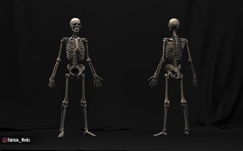 Artstation Free Base Mesh Human Skeleton Resources