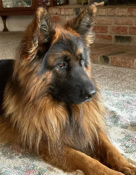 King shepherd the biggest shepherd breed overview – Artofit