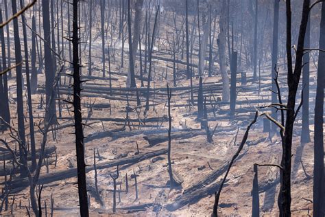 Oak Fire: Photos of the 'Unprecedented' Yosemite Wildfire | Time