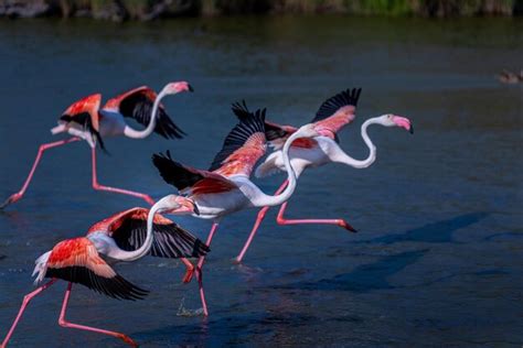 Premium Photo View Of Flamingos In Lake