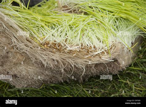 Barley Hordeum Vulgare Hydroponic Growing System Crop Length Of