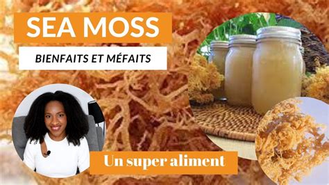 Sea Moss Mousse De Mer Super Aliment Lifestyle 18 YouTube