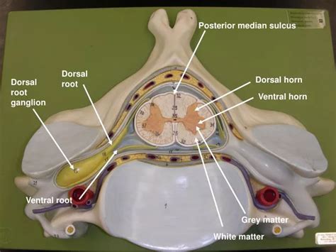 Ppt Dorsal Root Ganglion Powerpoint Presentation Free Download Id