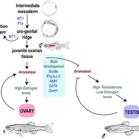 A Generalized Model Of The Involvement Of Different Genes In Zebrafish