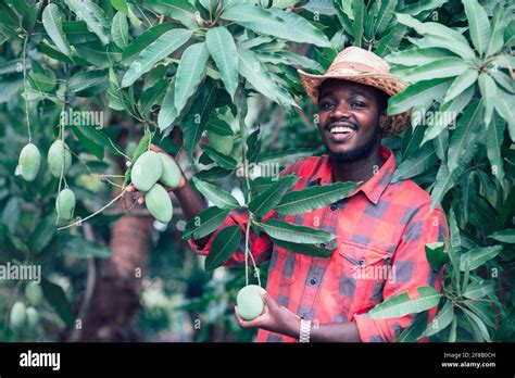 African Man Farmer Holding Mango Fruit In Organic Farm Agriculture Or