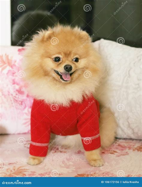 Lovely Pomeranian Spitz in a Red Sweater. the Dog is a Symbol of 2018