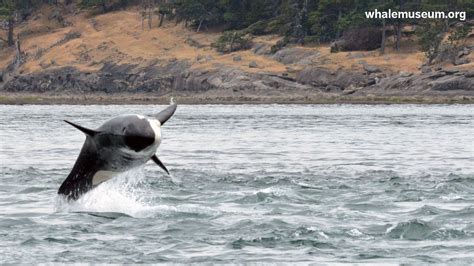 Orca Breaching Background | The Whale Museum